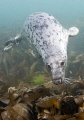   curious Grey Seal off Lundy Island  